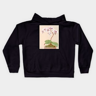 Phalaenopsis schilleriana - botanical illustration Kids Hoodie